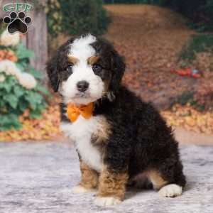 Keanu, Mini Bernedoodle Puppy